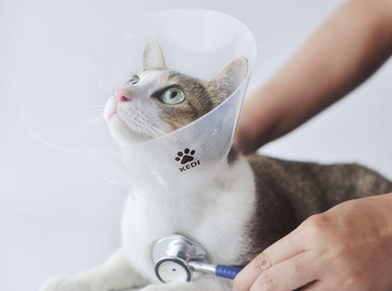 The Importance of Cone Collars for Pets: A Clear Choice for Recovery