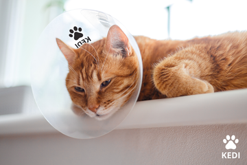 KEDI Revolutionizes Post-Surgical Pet Care with Innovative Solutions