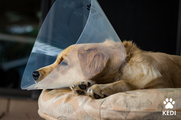 The Importance of Local Shelters in Helping Cats and Dogs*
