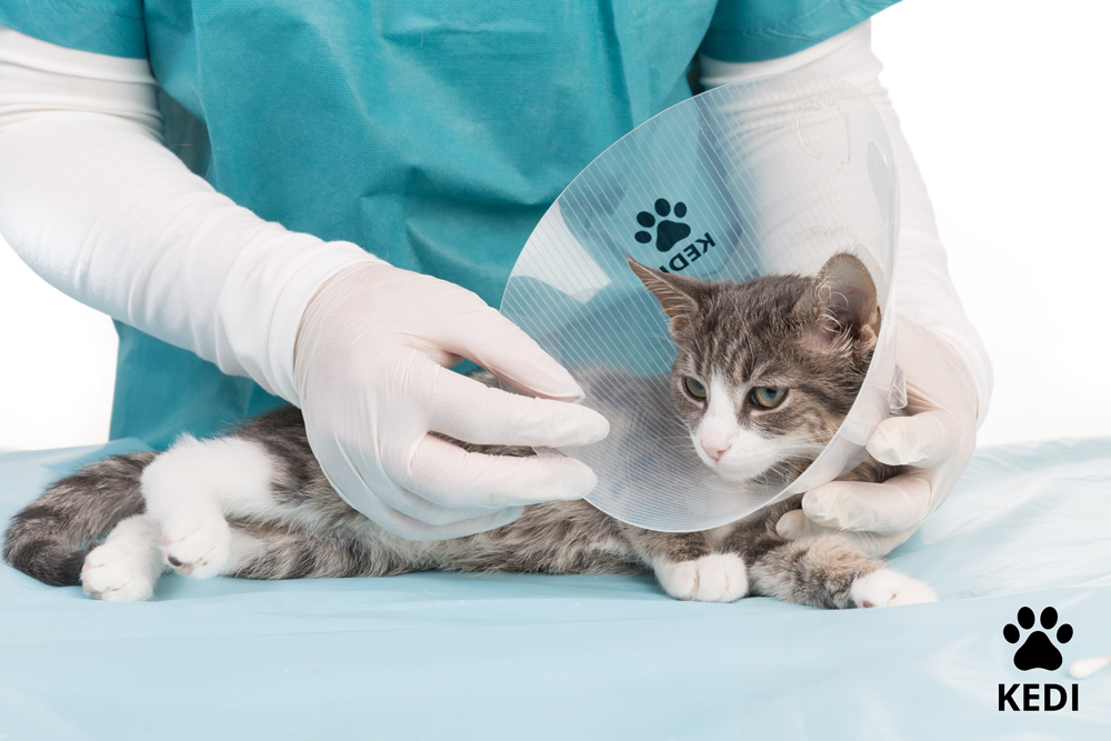 Veterinary Grade Collar