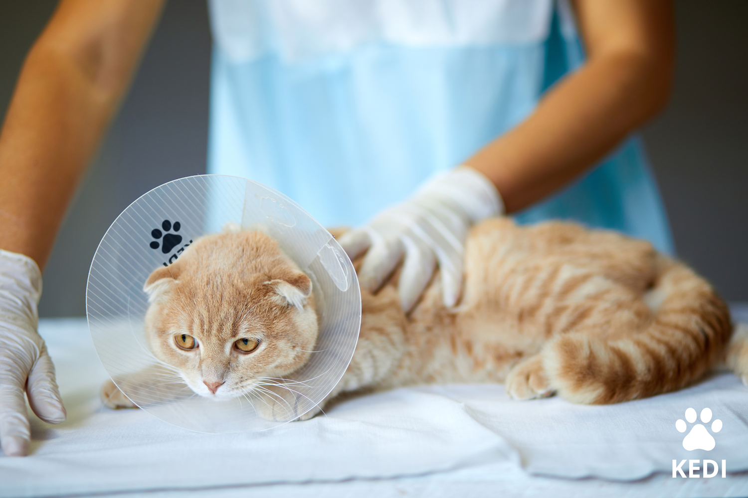 Making Pet Recovery Supplies Affordable: A Step Towards Better Animal Care