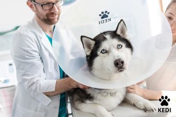 Supporting Small Businesses in the Pet Industry: A Win-Win for Pets and Owners